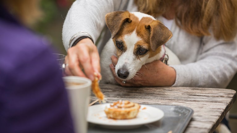 Small dog looks longingly at owners cinnamon roll, whilst sat on their lap at Lyveden cafe's outdoor seating area.